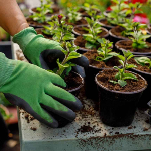 Эксперты рассказали, какие растения посадить сейчас, а что отложить до весны